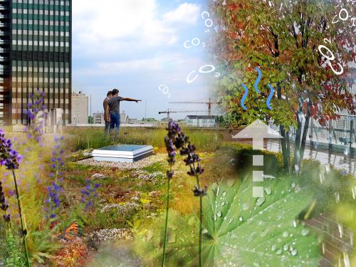 People and insects on a green roof